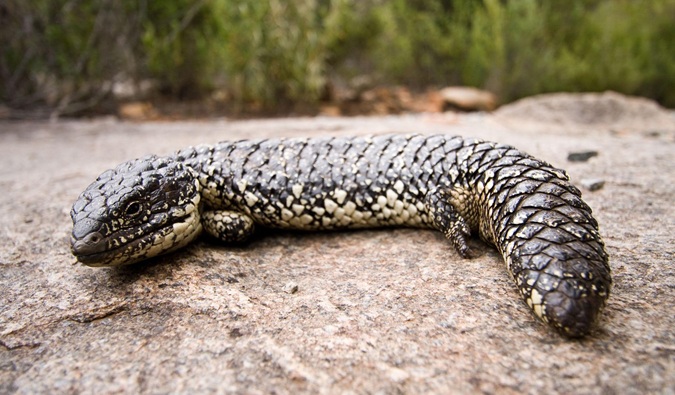 Shingleback Skink