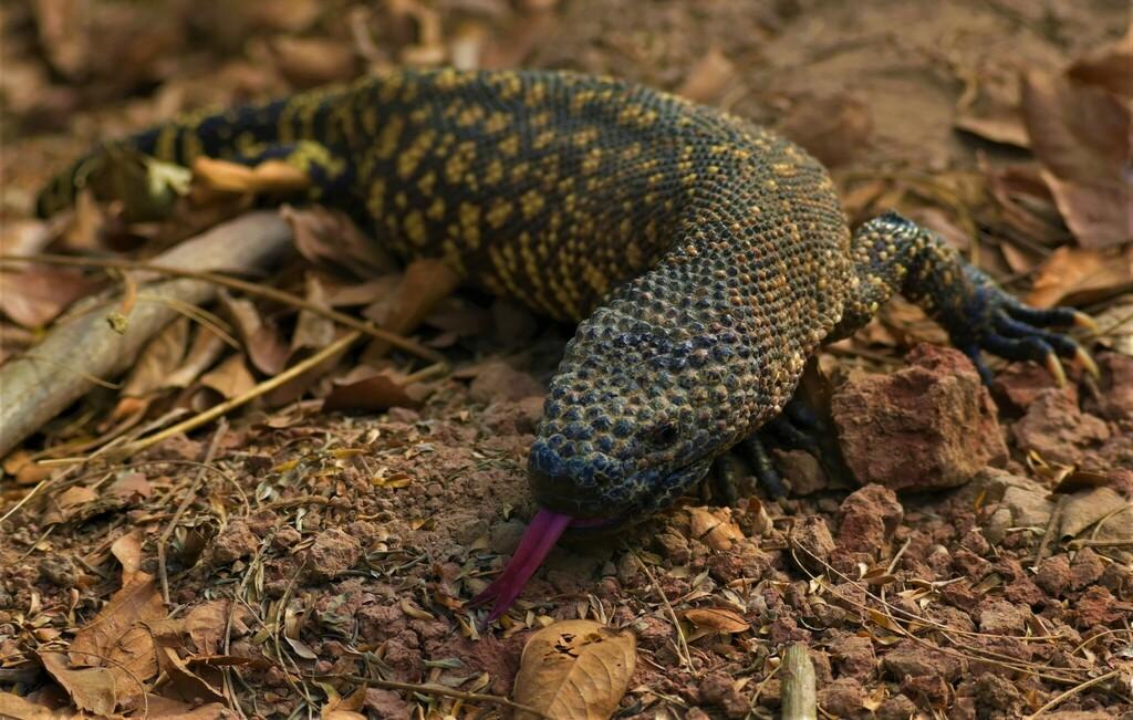 Mexican Beaded Lizard
