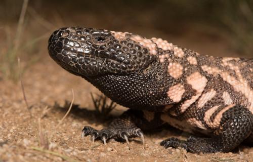 Gila Monster