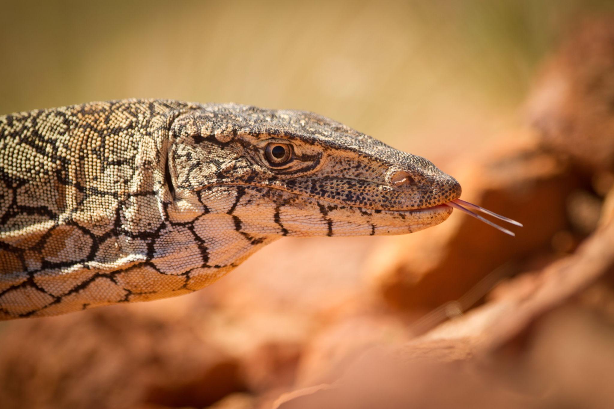 Perentie
