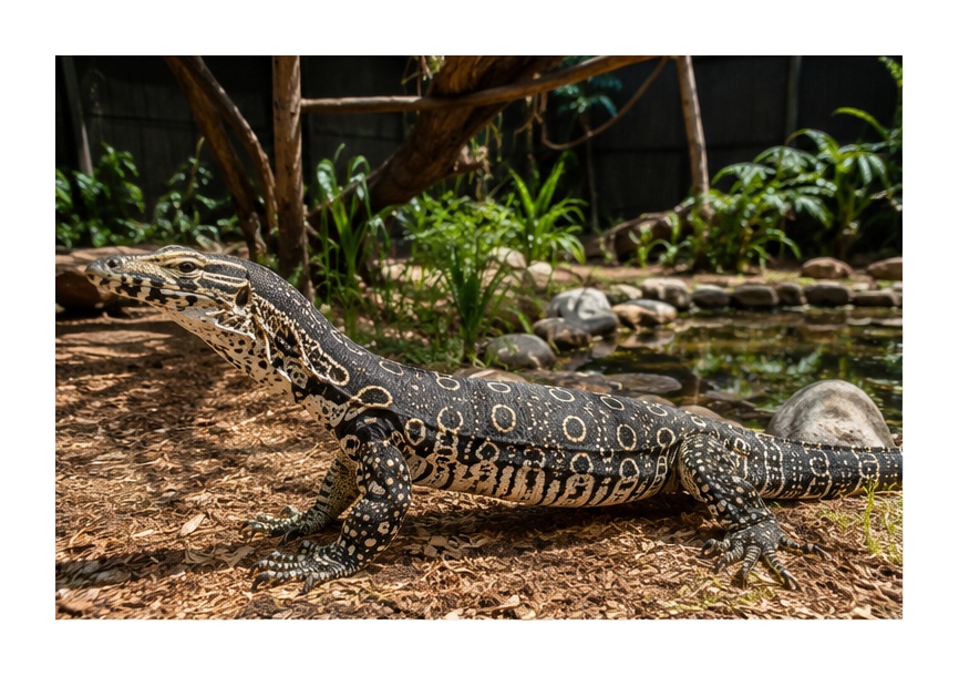 Lace Monitor (Bells Phase)