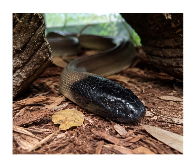 Black-headed Python