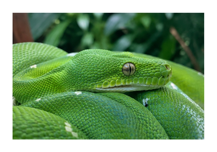 Emerald Tree Boa