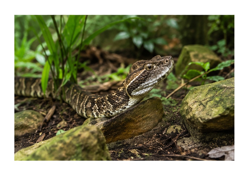 Fer-de-lance