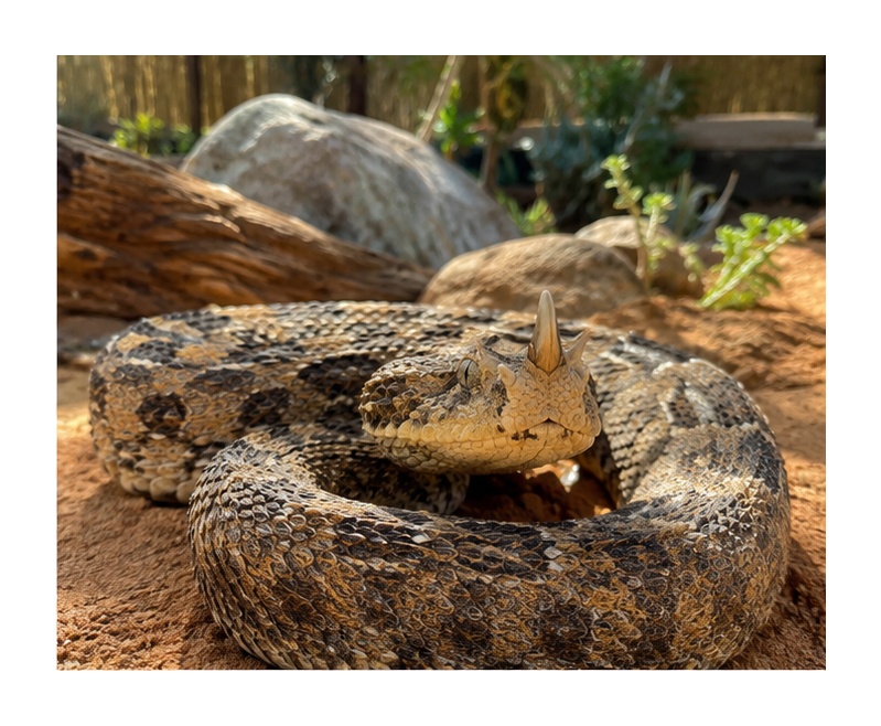 Rhinoceros Viper