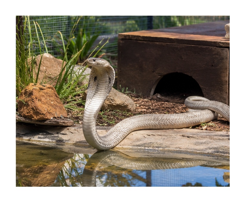 Cape Cobra