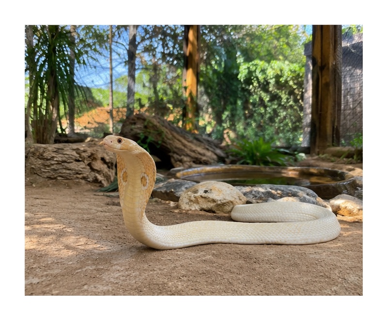 Monocled Cobra (Albino)