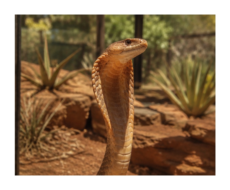 Red Spitting Cobra