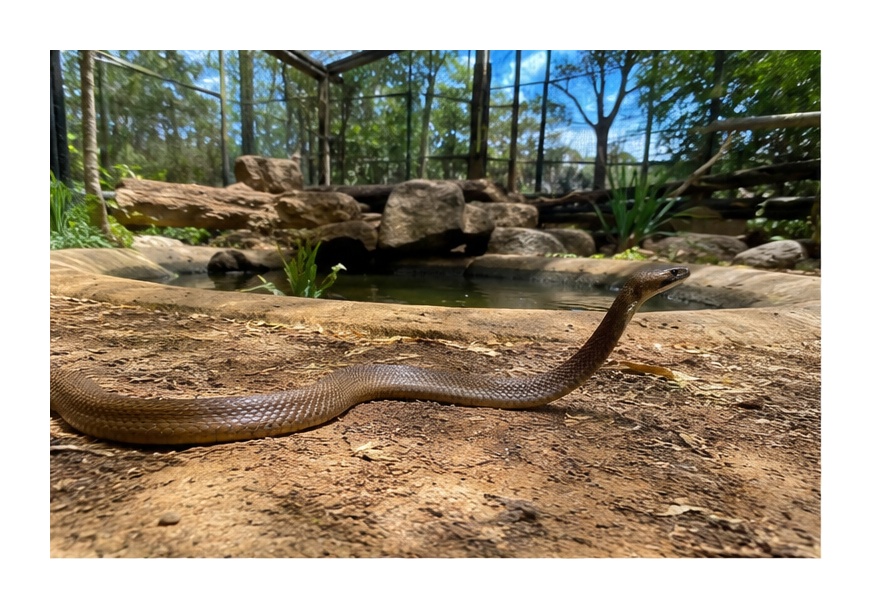 Eastern Brown Snake