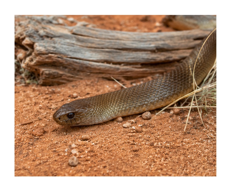Inland Taipan